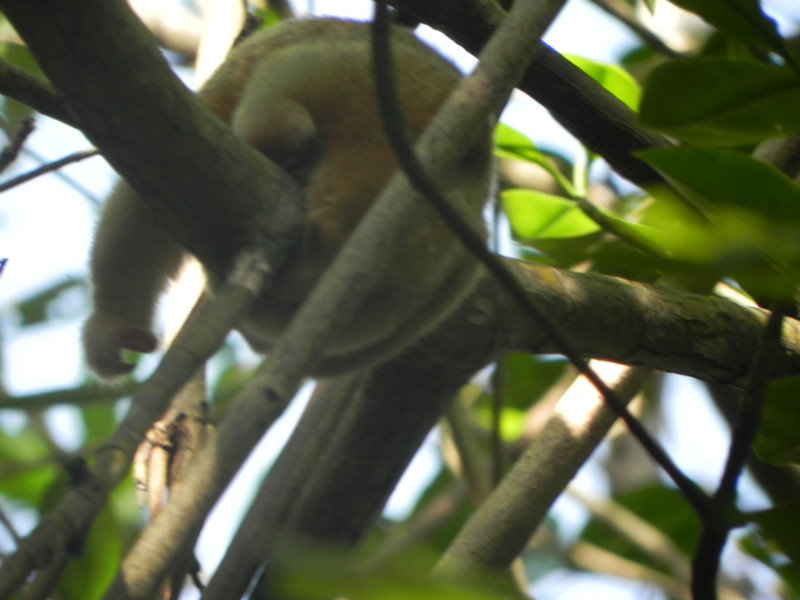 Cuddly silky anteater