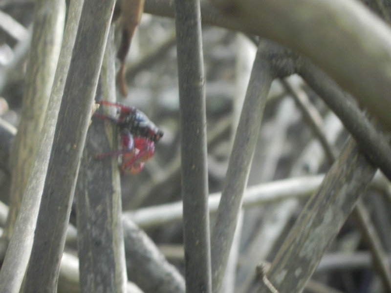 Mangrove tree crab