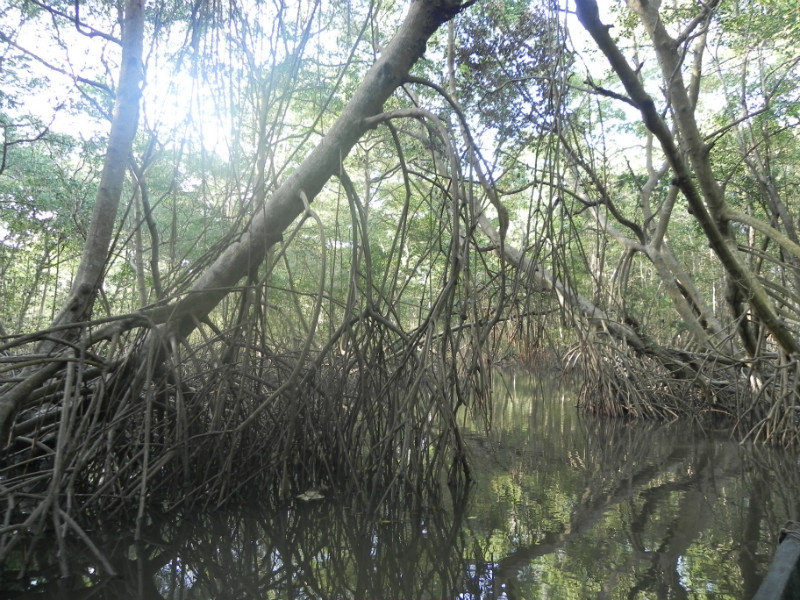 Caroni swamp