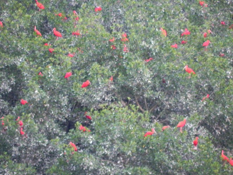 Scarlet ibis roost