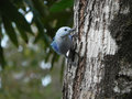 Blue gray tanager