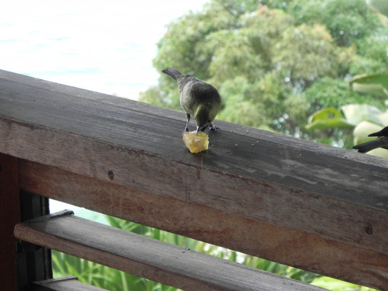 Sharing pineapple with a Palm Tanager