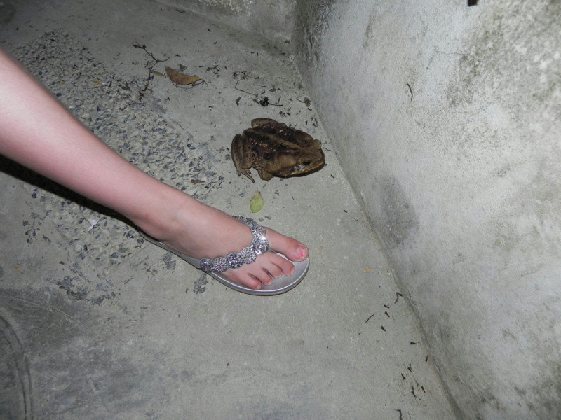 BIG toad and Marika's foot
