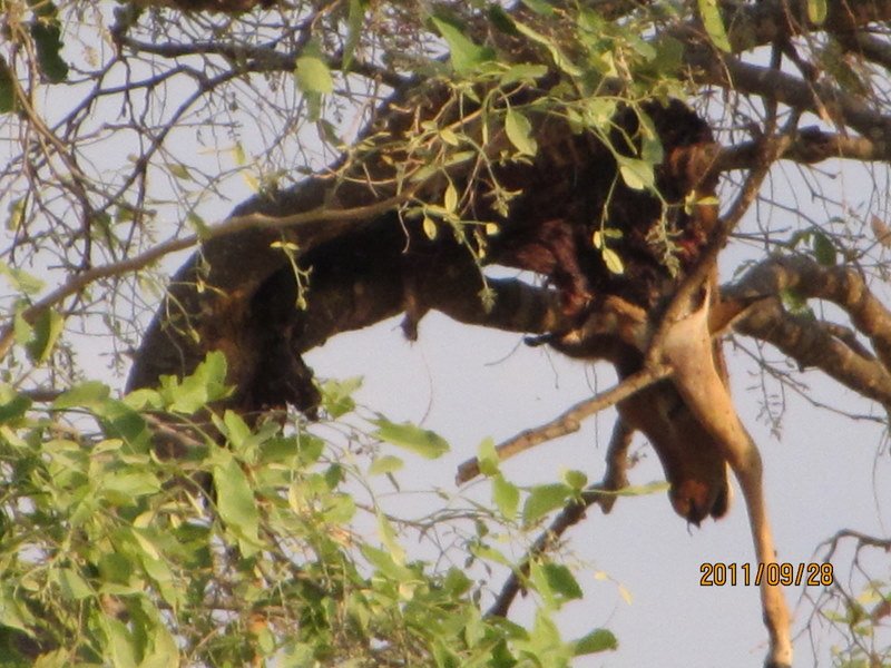 Leopard Kill in his Tree