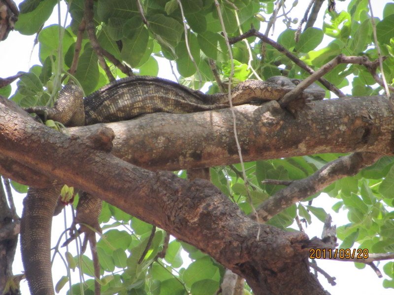 Lizard in a Tree