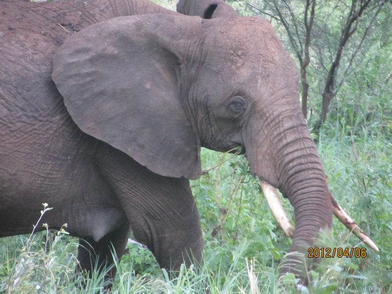 Elephant in Camp