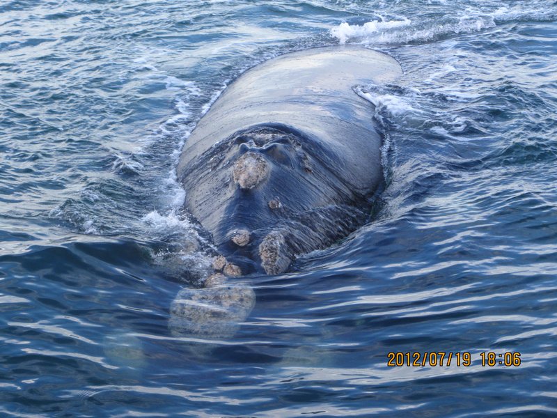 Southern-Right Whale
