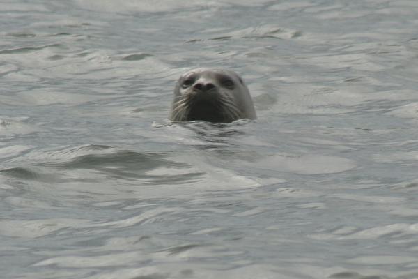 Bob the seal 
