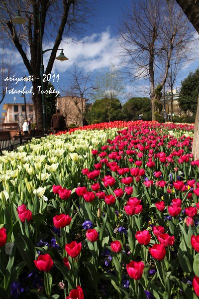 Another Sea of Tulips