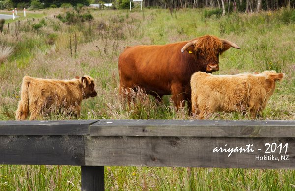 Very Angry Highland Cattle Family
