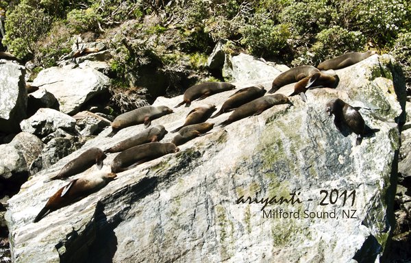 Seals Laying Around @ Milford Sound