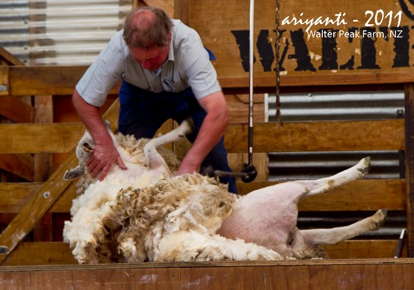 Sheep Shearing - she's not giving up without a fight!