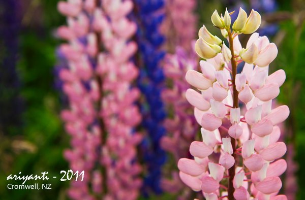 Lupins - Up, Close & Personal