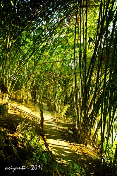 Small Path in Bamboo Forest