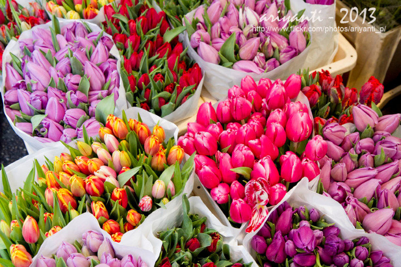 Tulips at Singel Flower Market