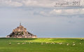Le Mont St Michel with Sheeps