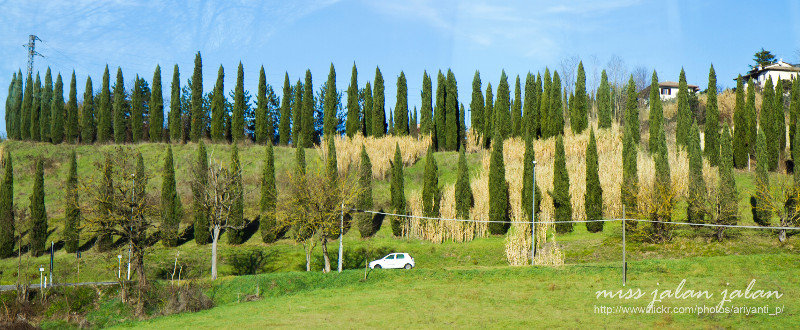 tuscan pine trees