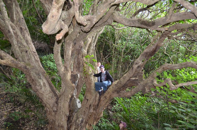 Geddy tree-climbing