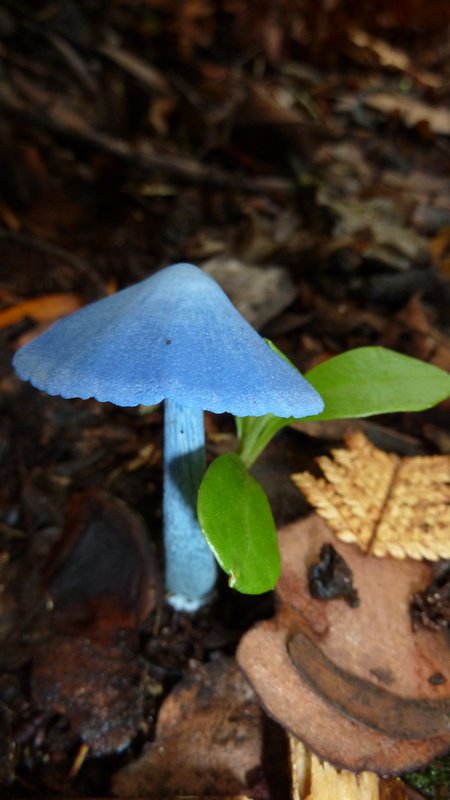 Cool Blue Mushroom