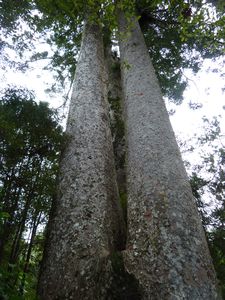 The Siamese Kauri