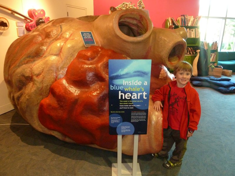 A replica of a Blue Whale heart