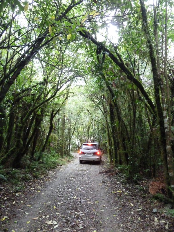Making a tight squeeze through the forest to the Lake Kaniere
