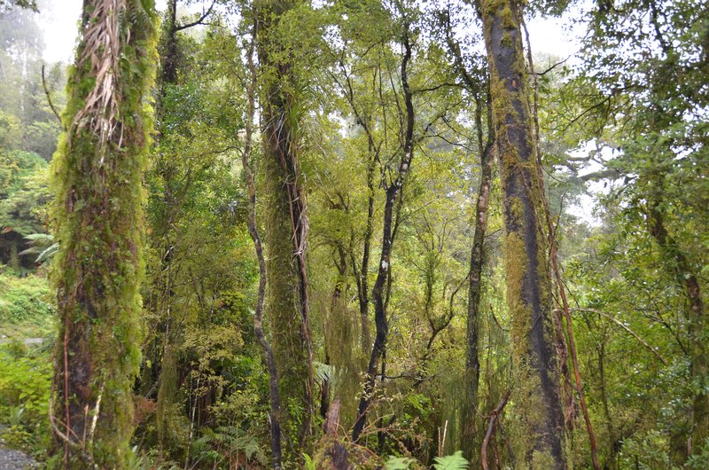 The moss covered trees of the Hokitika Gorge