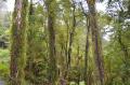 The moss covered trees of the Hokitika Gorge