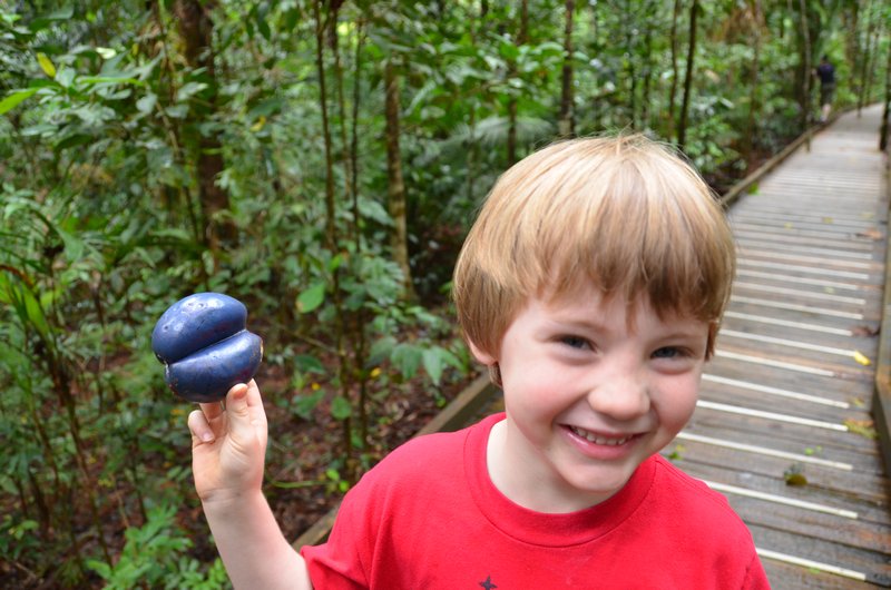 Theo with a mutant Cassowary Plum