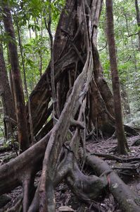 There are crazy scenes like this all around when hiking in the rainforest