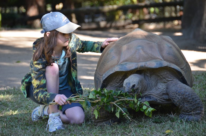 Ivy in the tortoise enclosure!  She had 20 minutes with a trainer and the giant tortoise!