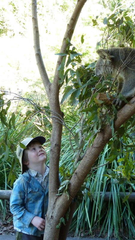 Theo looking at a koala