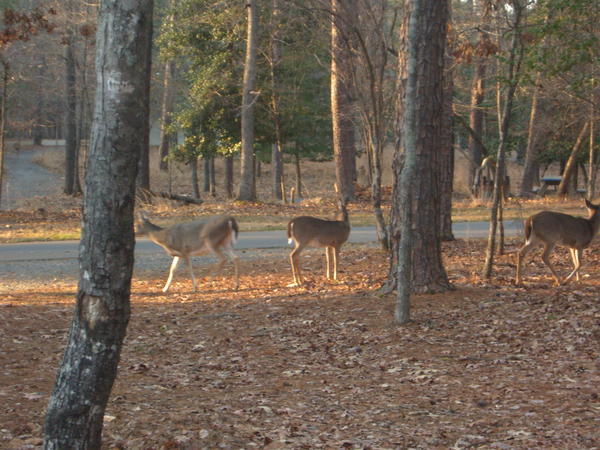 Pack of deer