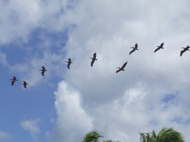 Brown pelicans
