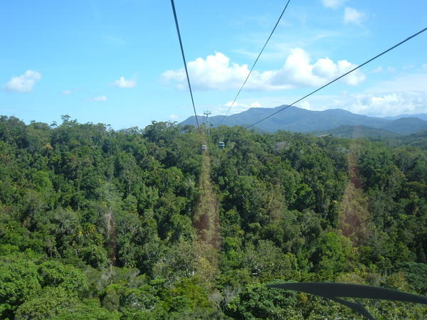 Skyrail over the rainforest