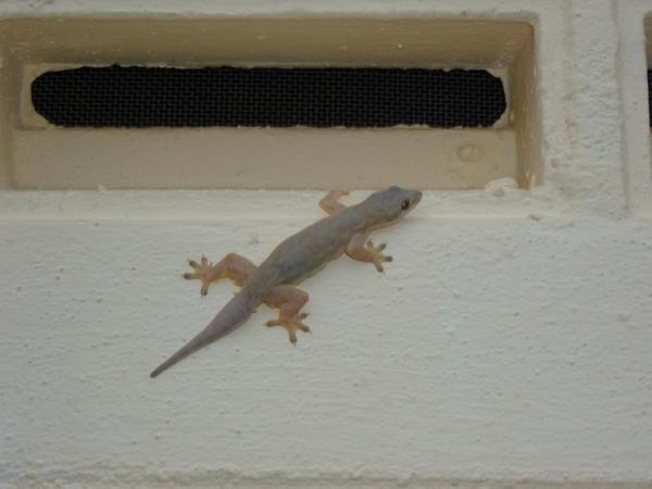 A photo of a Gecko for Philip!