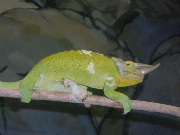 Chameleon at the Zoo