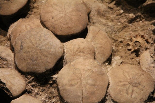 Prehistoric seashells