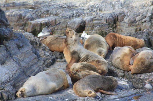 A group of seals