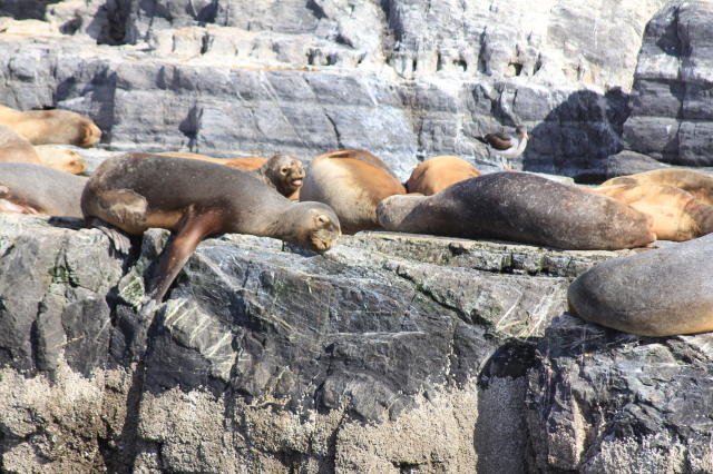 Sleepy seals