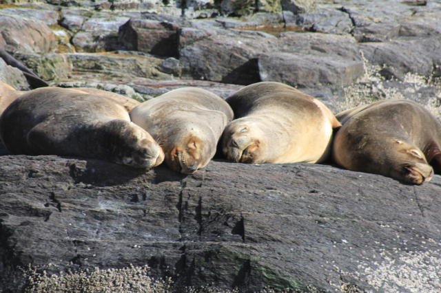 more sleepy seals
