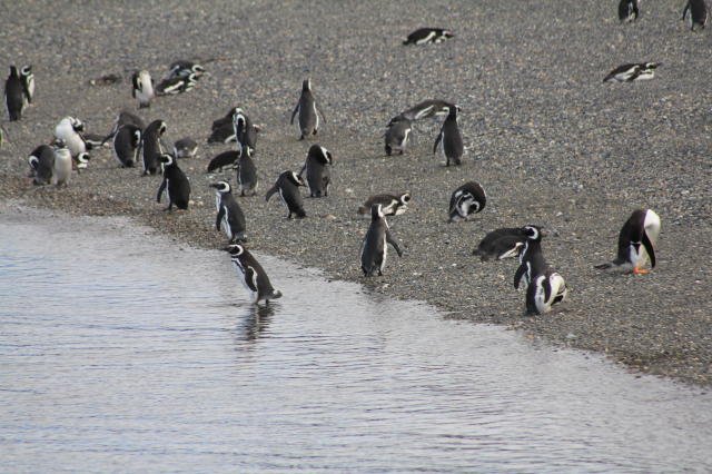 Group of Penguines