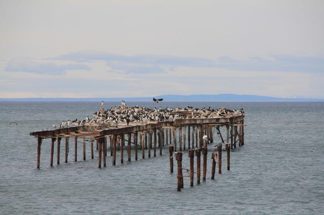 The birds of Punta Arenas