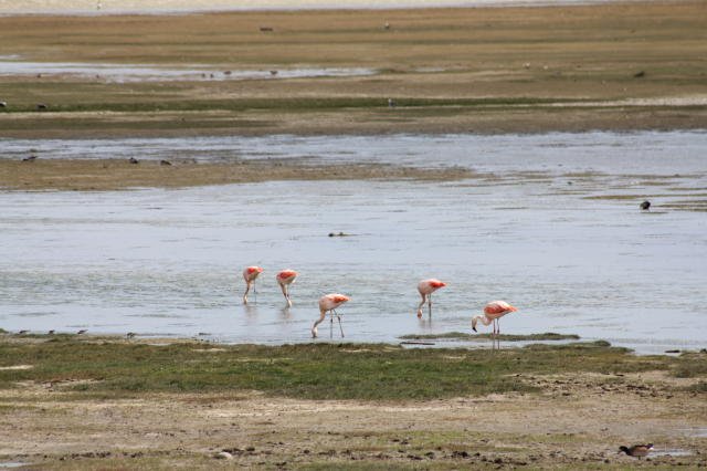 Flamingos in El Calafarte