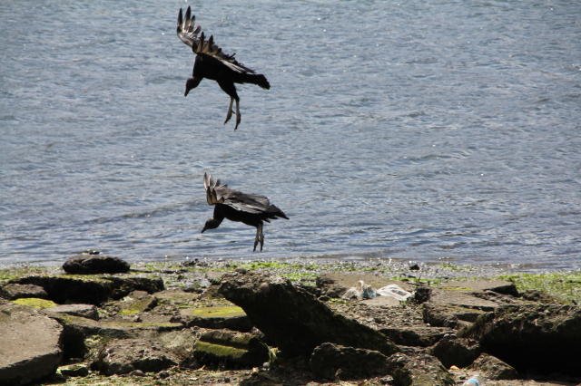 Vultures looking for food