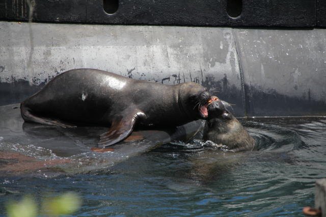 Sea lions battling for the Sub