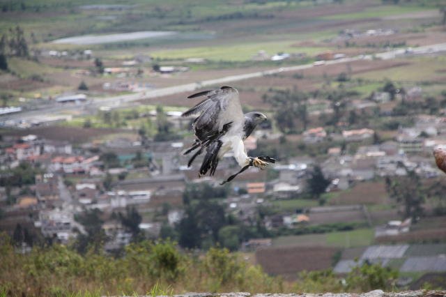 Otavalo - Parque Condor