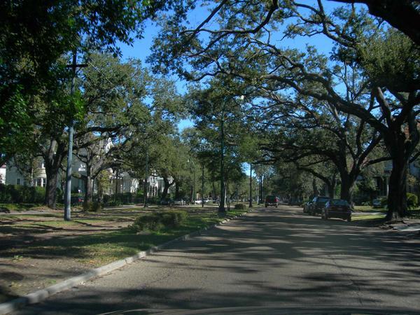 Leafy Streets Of New Orleans