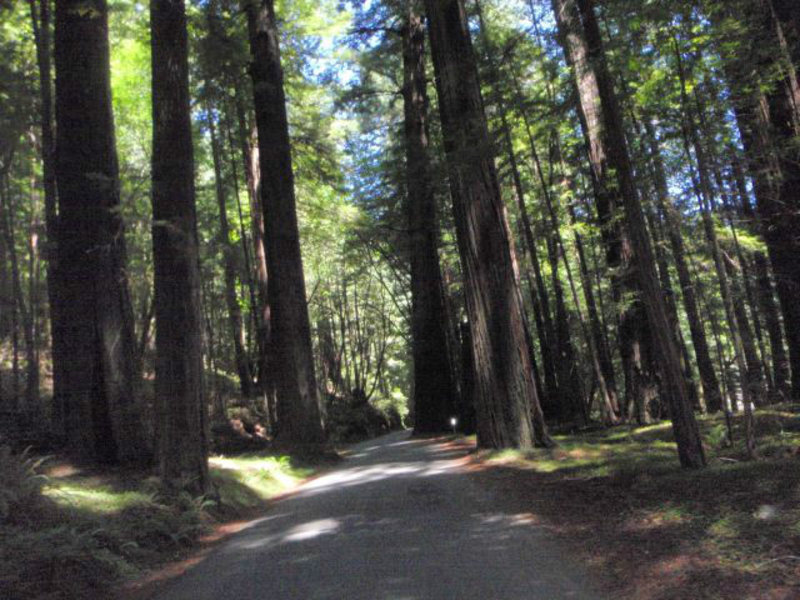 Humbolt Redwood Forrest