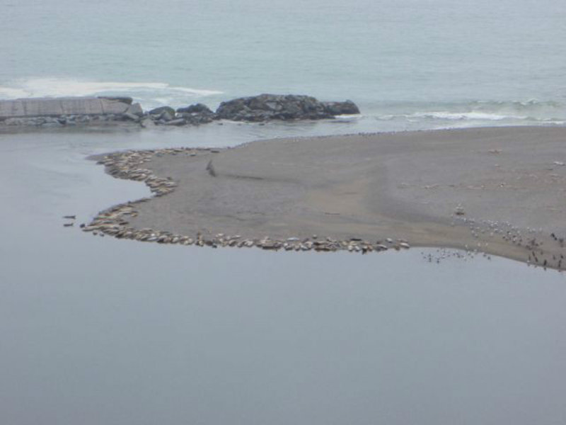 Sea Lion beach